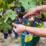 Formation en viticulture au lycée Edgard Pisani