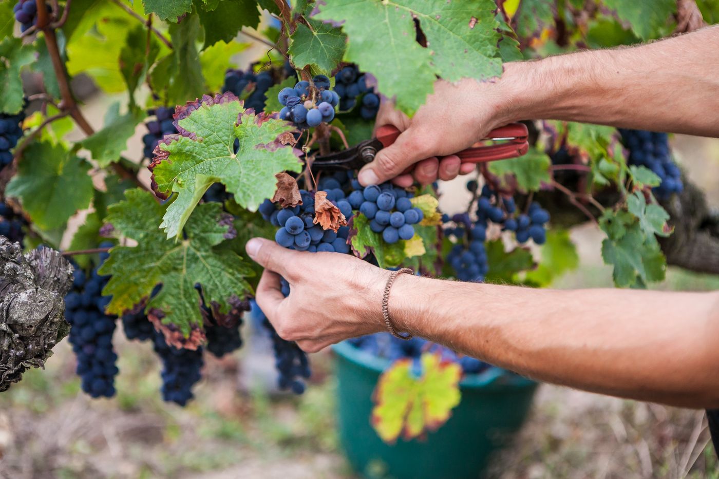 Formation en viticulture au lycée Edgard Pisani